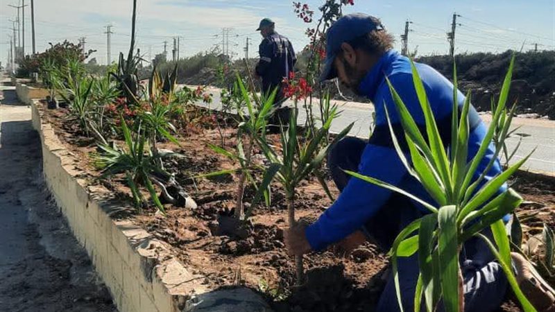 حملة 100 مليون شجرة