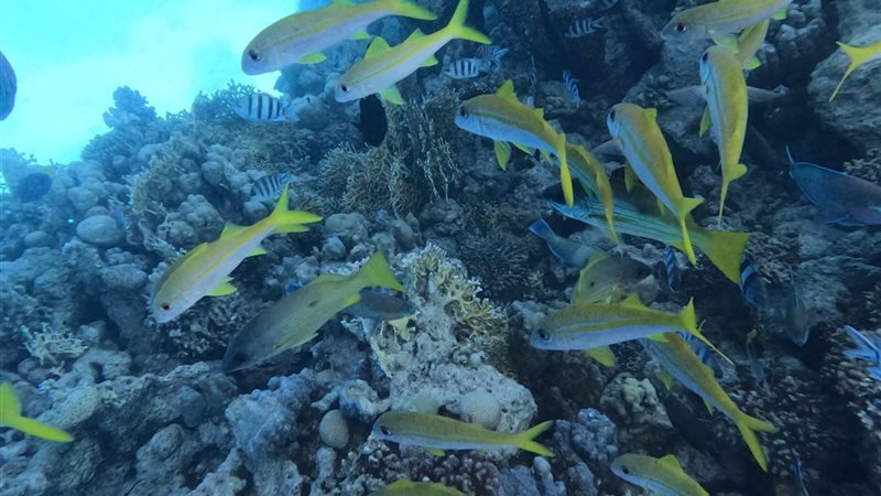 إعلان الحيد المرجاني