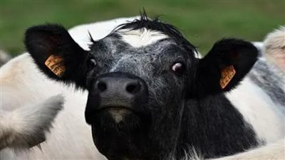 كل ما تريد معرفته عن فيروس اللسان الأزرق وخطورته على الثروة الحيوانية 	