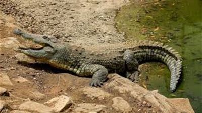 تفاصيل ظهور تمساح بطول 100 سم في قرية الزوامل بمركز بلبيس بالشرقية | فيديو