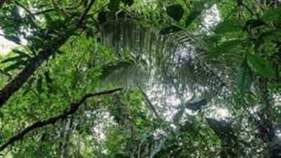 تقرير أممي يحذر: غابات الشمال تتحول من مصيدة للكربون إلى مصدر لانبعاثاته