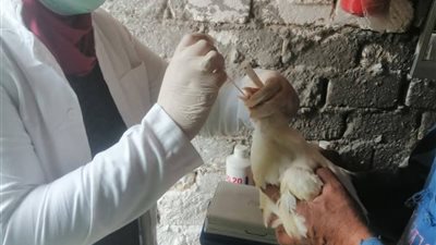 مديرية الطب البيطري بدمياط تنفذ جولة ميدانية لمتابعة الموقف الوبائي