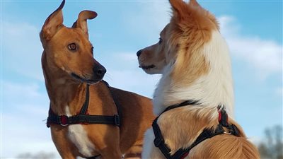 نجوم تبنوا الرحمة.. فنانون يمنحون الكلاب فرصة جديدة للحياة