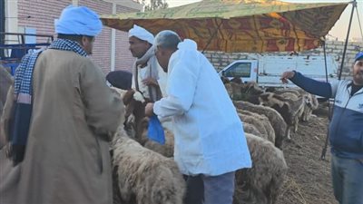 بيطري الإسماعيلية يواصل جهوده في تحصين رؤوس الماشية ضد مرض الحمى القلاعية