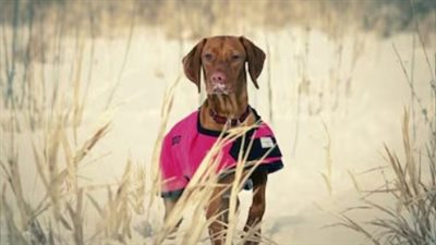 كيفية حماية حيواناتك الأليفة والتأكد من تدفئتها في فصل الشتاء؟