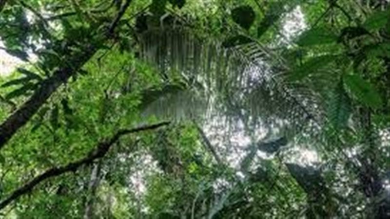 صورة موضوعية