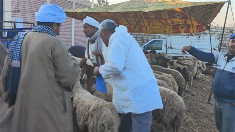 بيطري الإسماعيلية