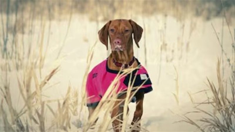 صورة موضوعية