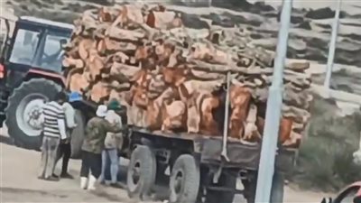 مخالفة مالية كبرى.. مصدر بالآثار: قطع أشجار التل الأثري بالبحيرة