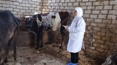 بيطري السويس تتابع تحصين الحيوانات ضد الحمى القلاعية وحمى الوادي المتصدع 