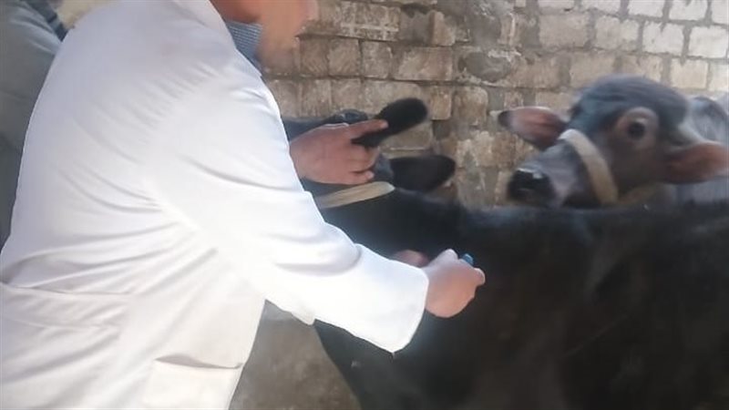 خلال الحملة 