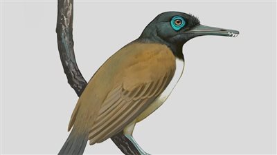 800 حجر في الحلق: اكتشاف غريب لطائر متحجر عمره 120مليون عام