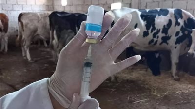 الطب البيطري: لقاح محلي جديد يحمي الثروة الحيوانية من العترة المستجدة