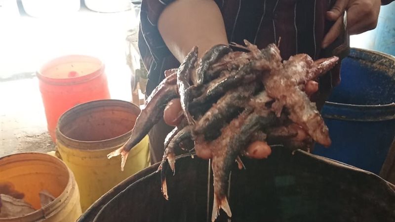 جانب من المضبوطات