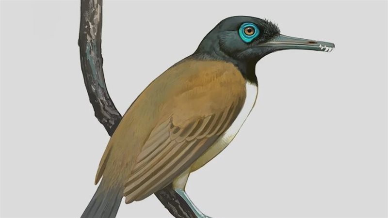 صورة موضوعية