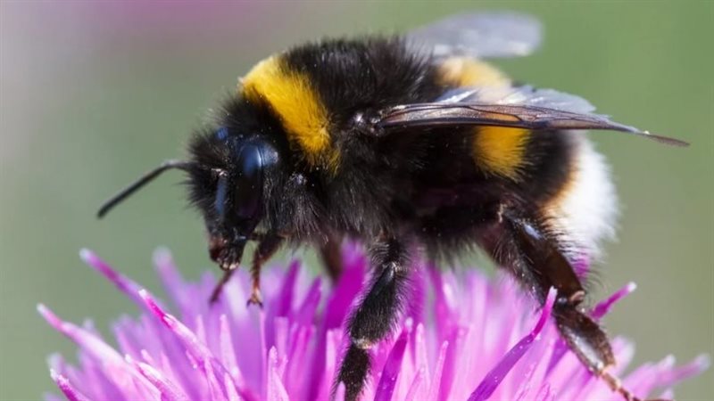 صورة موضوعية