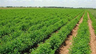 تفخيخ الفلاحين..أرض الوقف تشعل أزمة بين الأوقاف والمزارعين بالقرى (تقرير شامل)