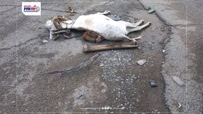 أنقذ صاحبه ومات… نفوق حمار صعقًا بالكهرباء في الفيوم