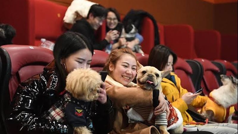 سينما للكلاب في الصين
