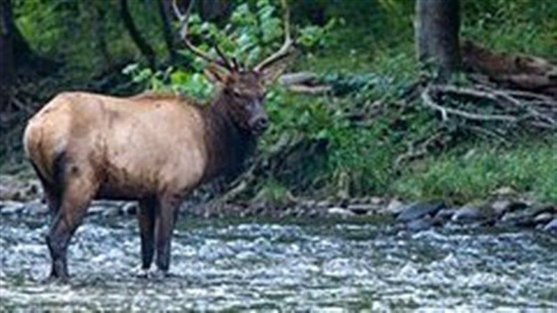 صورة موضوعية