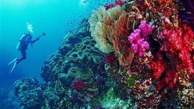 البيئة: مواقع غوص صناعية جديدة لحماية الشعاب المرجانية بالبحر الأحمر|فيديو