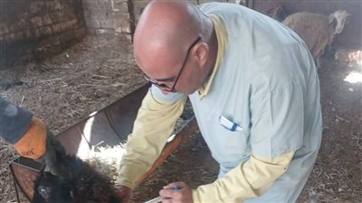 تحصين الثروة الحيوانية بالسويس ضمن الحملة الثالثة لمكافحة الحمى القلاعية