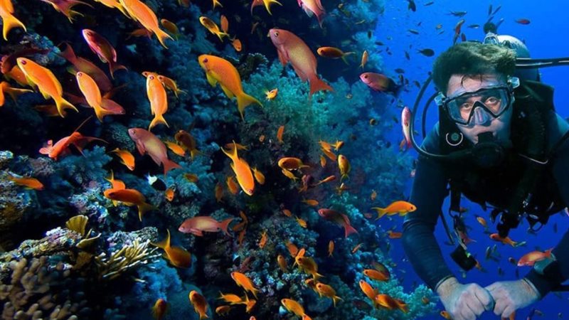  الشعاب المرجانية