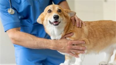 من مشاكل القلب لأمراض الدم.. زراعة الخلايا الجذعية لأول مرة لعلاج الكلاب