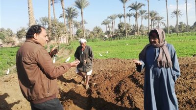 زراعة بنى سويف تنظم زيارات حقلية وندوات إرشادية للمزارعين 