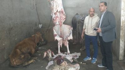 مدير مديرية الطب البيطري بالمنوفية يكشف تفاصيل ذبح حيوانات مريضة|فيديو 
