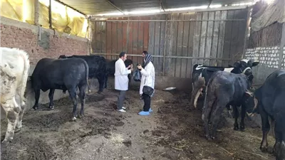 الخدمات البيطرية تنفي شائعة نفوق 500 رأس ماشية بالمنوفية|فيديو 