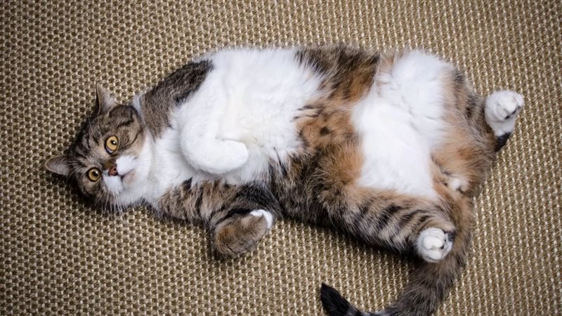 لأدوية إنقاص الوزن