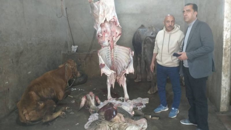 الذبائح المريضة 