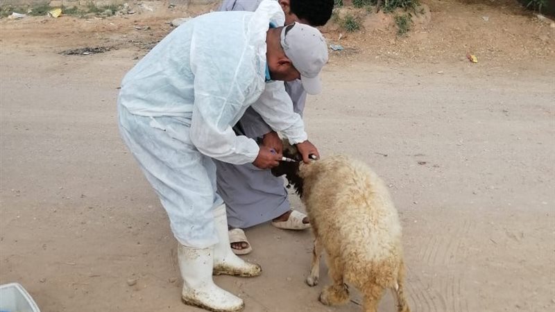 بيطري الإسماعيلية