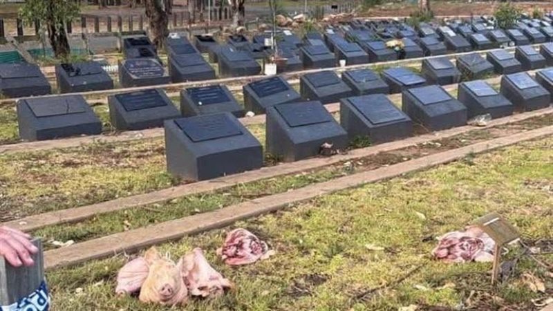 رؤوس خنازير