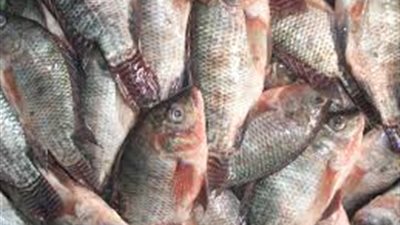«البلطي بكام؟».. أسعار السمك اليوم الجمعة 19 ديسمبر 2025