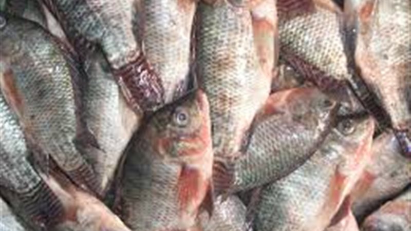 أسعار السمك اليوم