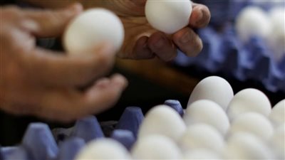 انخفاض أسعار البيض 2.1% خلال تعاملات اليوم.. ومتوسط الكرتونة عند 145 جنيهًا