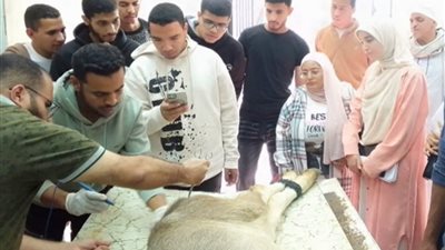جامعة بني سويف: بدء استقبال الحالات المرضية بعيادة الجراحة الخارجية بطب بيطري
