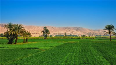ما تأثير رفع إيجار الأراضي الزراعية على المحاصيل؟ وزارة الزراعة تجيب