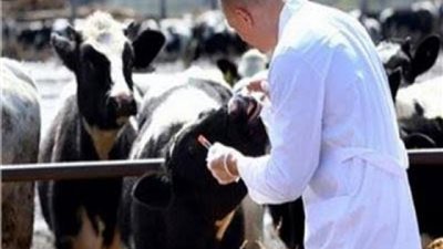 الحمى القلاعية تنتشر في لبنان.. والسلطات تدق ناقوس الخطر 
