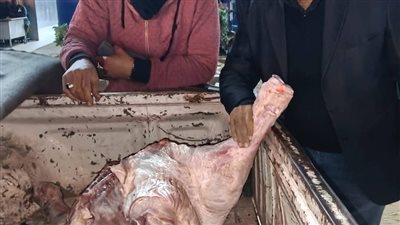 ضبط كميات كبيرة من اللحوم المذبوحة خارج المجازر وغير الصالحة بالمنوفية 