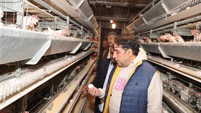 سكرتير عام مساعد بني سويف يؤكد ضرورة الالتزام بالاشتراطات الصحية والبيطرية