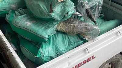 قبل بيعها للمواطنين.. ضبط 560 كيلو تونة فاسدة في حملة تموينية بدمياط