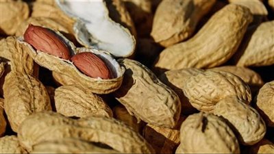 هل الفول السوداني يزيد الوزن؟.. اعرف الحقيقة والفوائد 