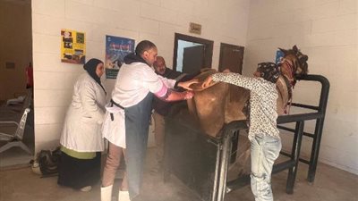 الغربية تطلق قافلة بيطرية شاملة لخدمة الماشية والطيور في القرى الأكثر احتياجًا