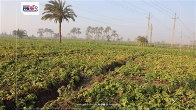 حكاية من قلب الأرض إلى أسواق العالم.. الكمون يفتح موسما واعدا في حقول المنيا