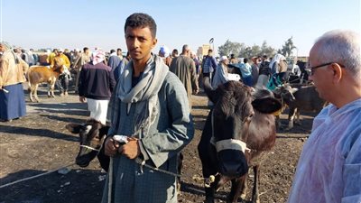 متابعة وتحصين الحيوانات بقرية جنيفة بالسويس ضد الحمي القلاعية والوادي المتصدع