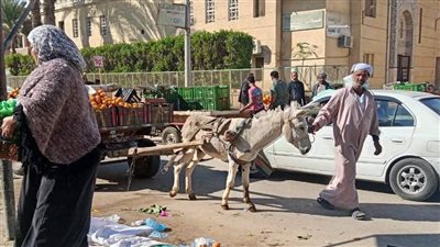 حملات رفع إشغالات وتصدى لظاهرة النبيشة والعربات الكارو بحى الأربعين في السويس