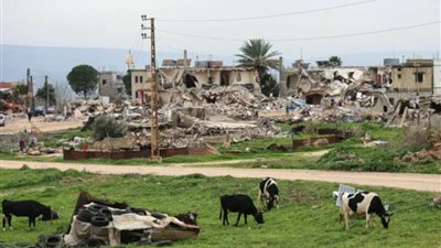 لبنان.. مطالب بالتحقيق بعد تفشي الحمى القلاعية بين الأبقار